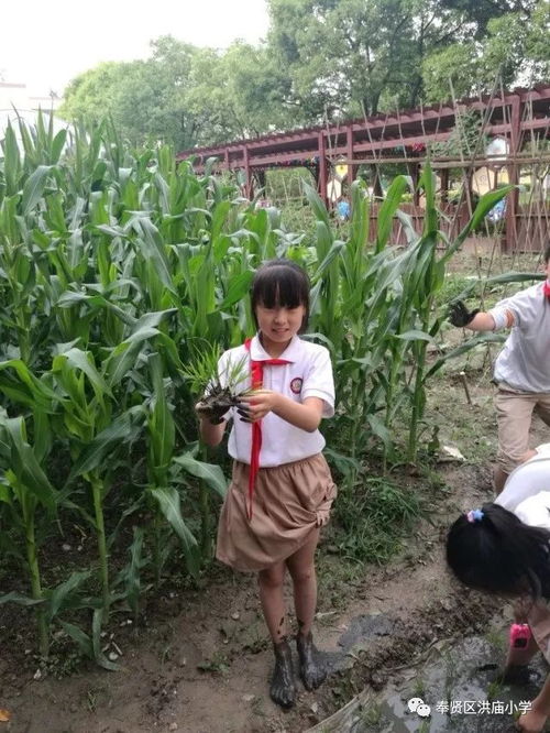 洪廟小學(xué)創(chuàng)新實(shí)踐 有機(jī)稻谷種植活動(dòng)點(diǎn)亮勞動(dòng)教育新篇章