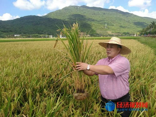 三亞水稻覆膜種植試驗(yàn)田測(cè)產(chǎn)創(chuàng)海南單產(chǎn)歷史最高紀(jì)錄 有機(jī)稻谷種植研發(fā)