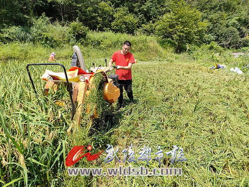 稻漁喜豐收 有機(jī)稻谷研發(fā)樂(lè)壞新農(nóng)民